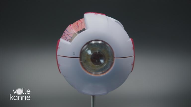 Das Sinnesorgan Auge