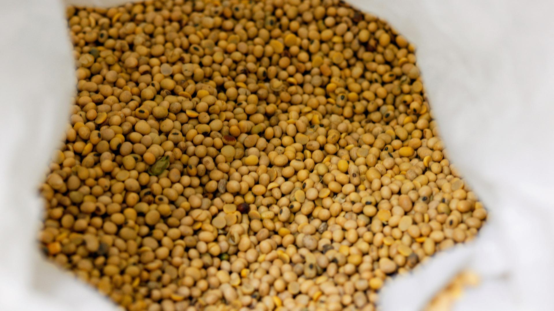 Sojabohnen liegen in einem Transportsack