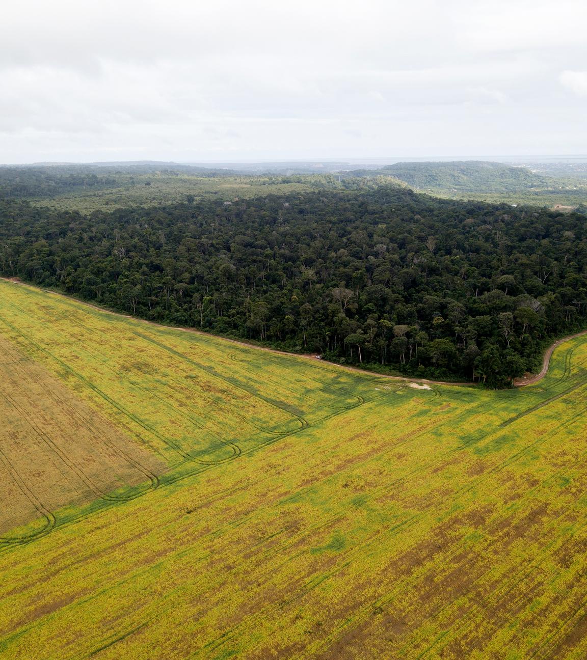 Sojafelder kurz vor der Ernte nahe Santarem.