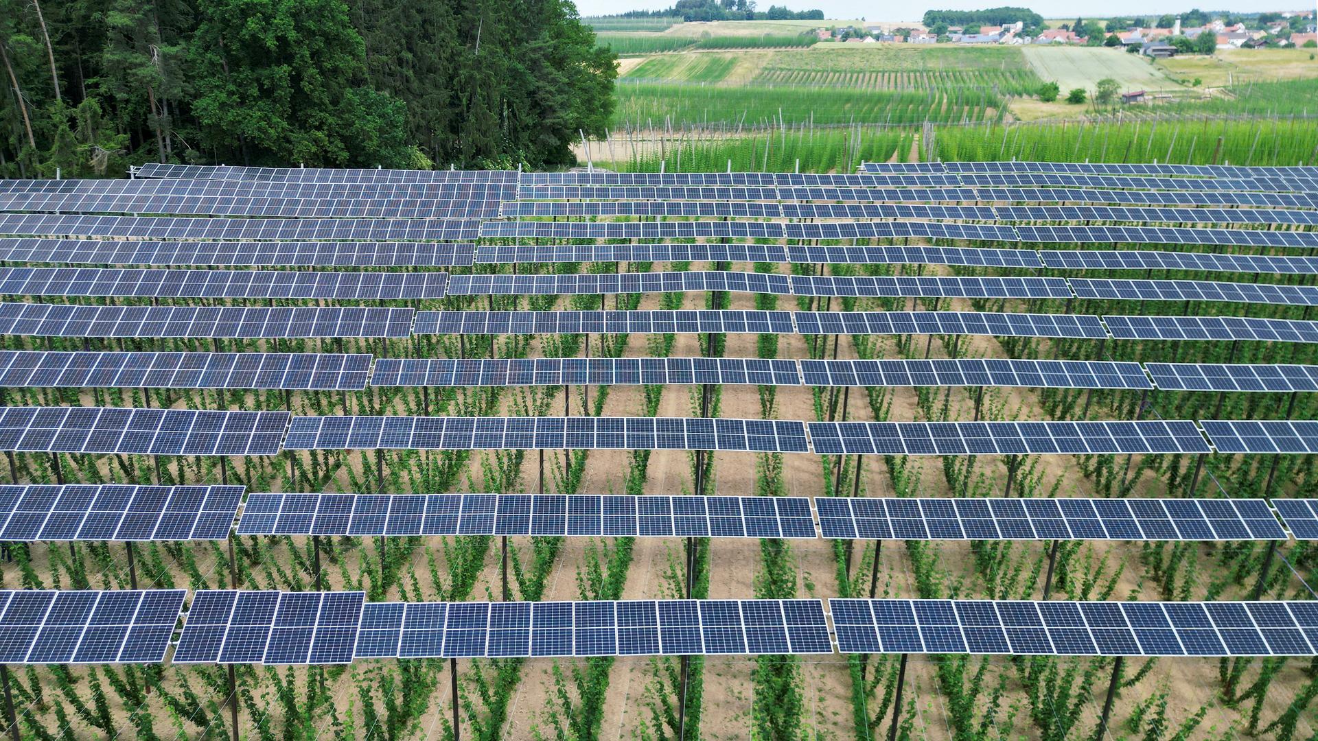 Sonnenkollektoren auf einer Hopfenplantage in der bayerischen Holledau, aufgenommen am 19.06.2023