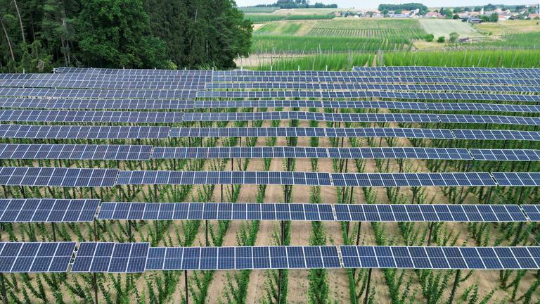 Sonnenkollektoren auf einer Hopfenplantage in der bayerischen Holledau, aufgenommen am 19.06.2023