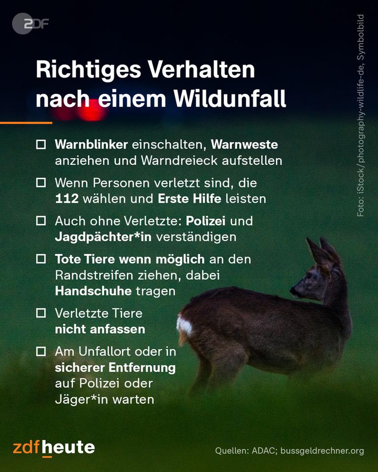 Richtiges Verhalten nach einem Wildunfall