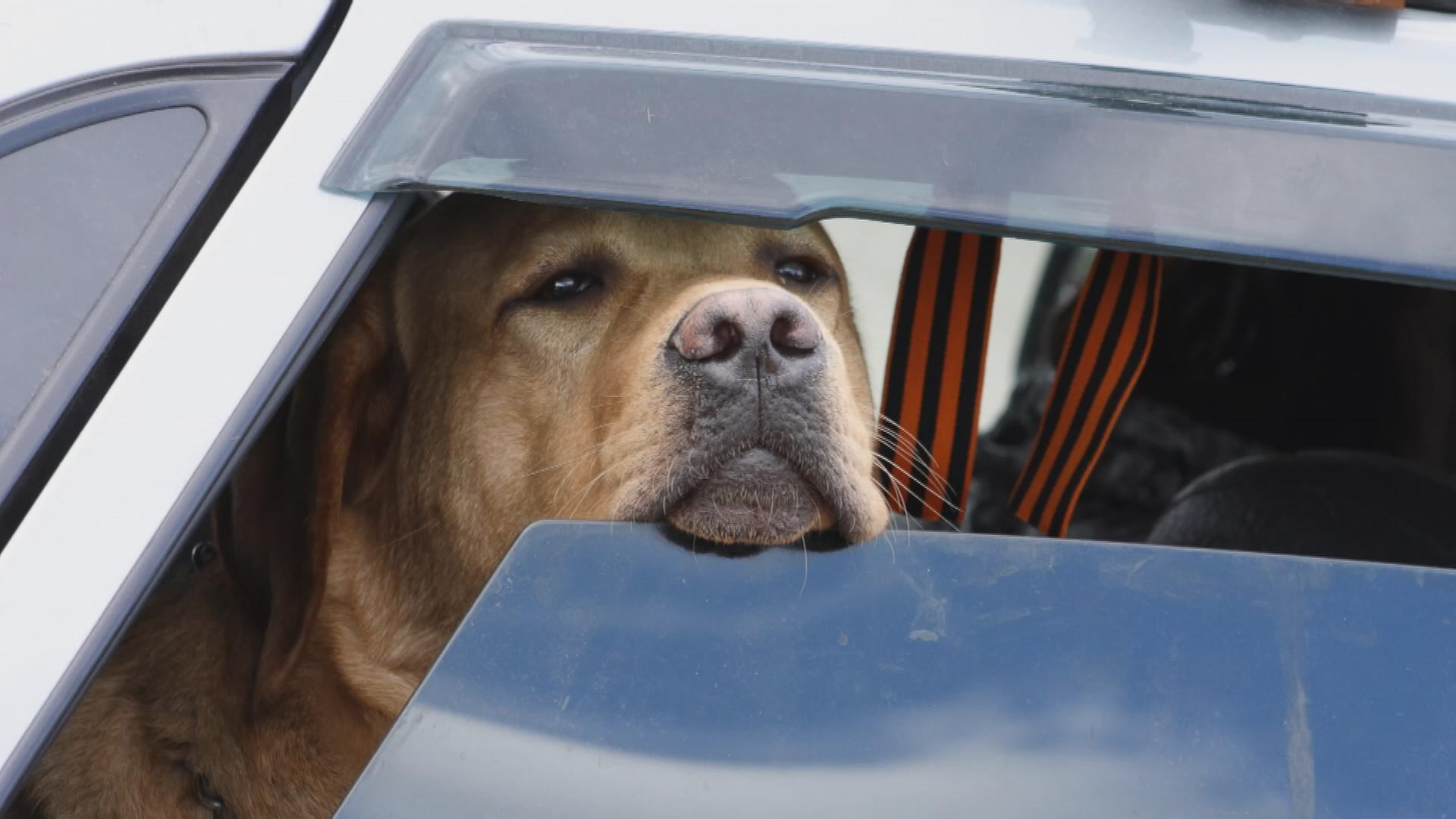 Hund in einem Auto