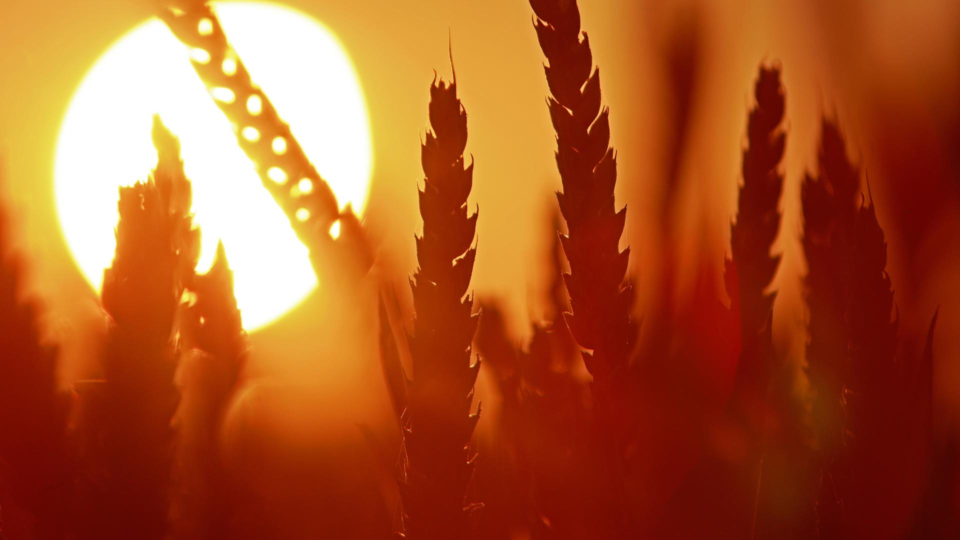 Das Licht der aufgehenden Sonne scheint auf ein Getreidefeld bei Heudeber im Landkreis Harz. 