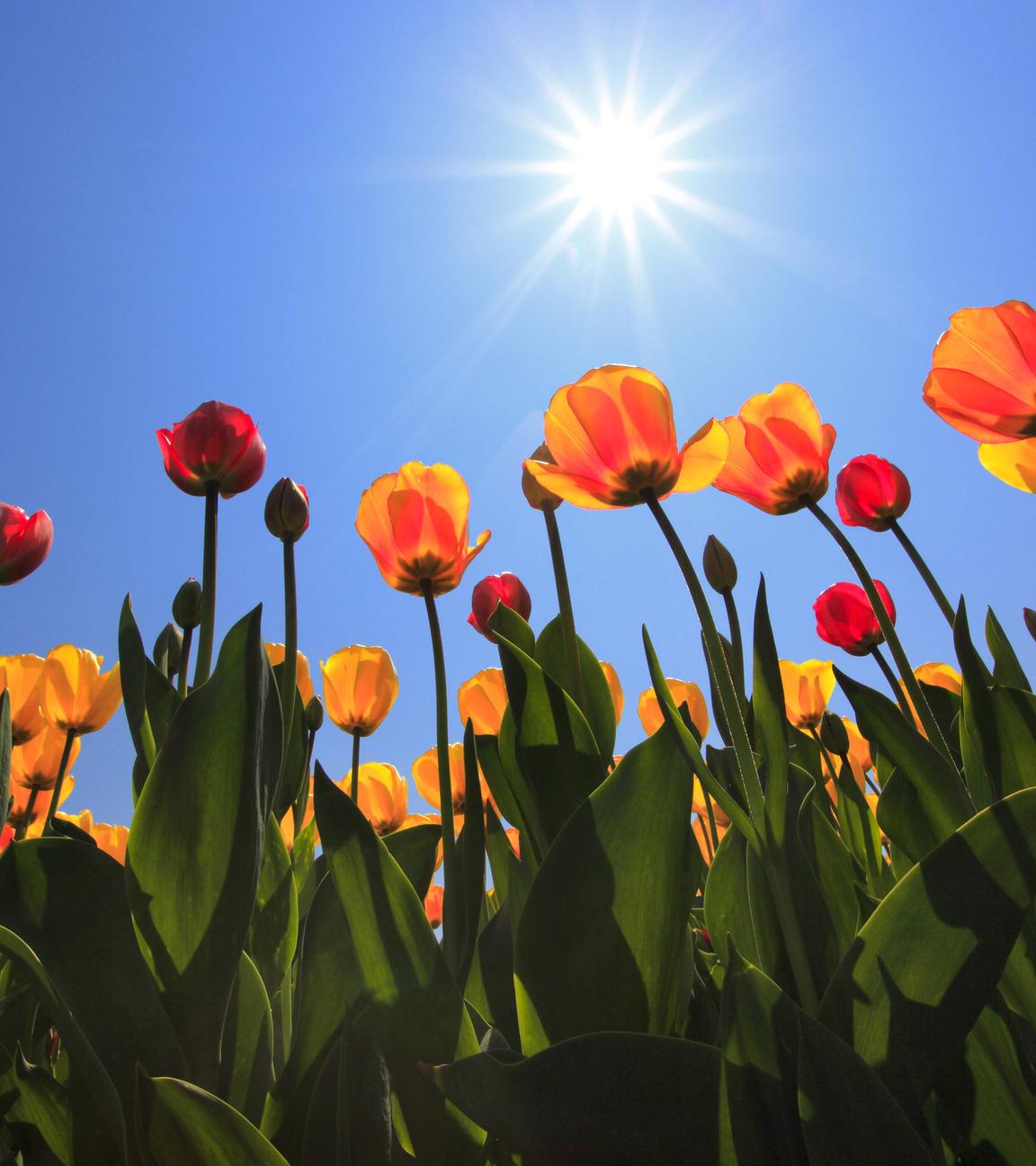 Tulpen, die sich der prallen Sonne zuwenden