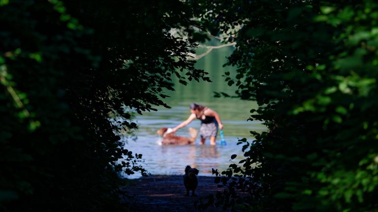 Eine Frau und ein Hund suchen Abkühlung im Vogelstangsee am 19.06.2026 in Mannheim, Baden-Württemberg.