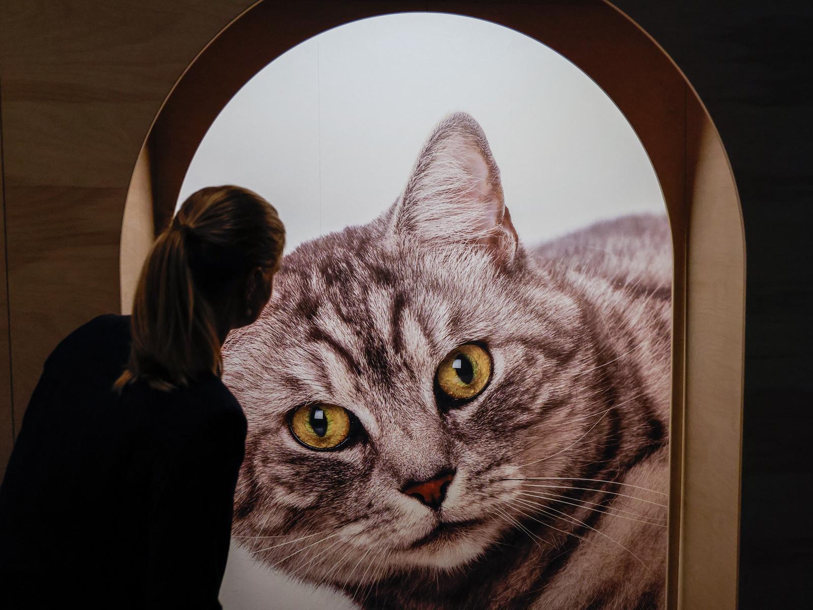 Von der Göttin zur Winke-Puppe: Der Kult um die Katze