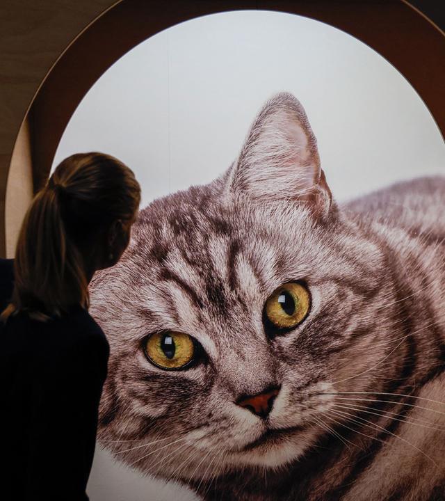 Bremen: Eine Museumsmitarbeiterin steht bei einem Presserundgang vor der Sonderausstellung Kult Katze!