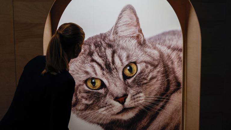 Bremen: Eine Museumsmitarbeiterin steht bei einem Presserundgang vor der Sonderausstellung Kult Katze!