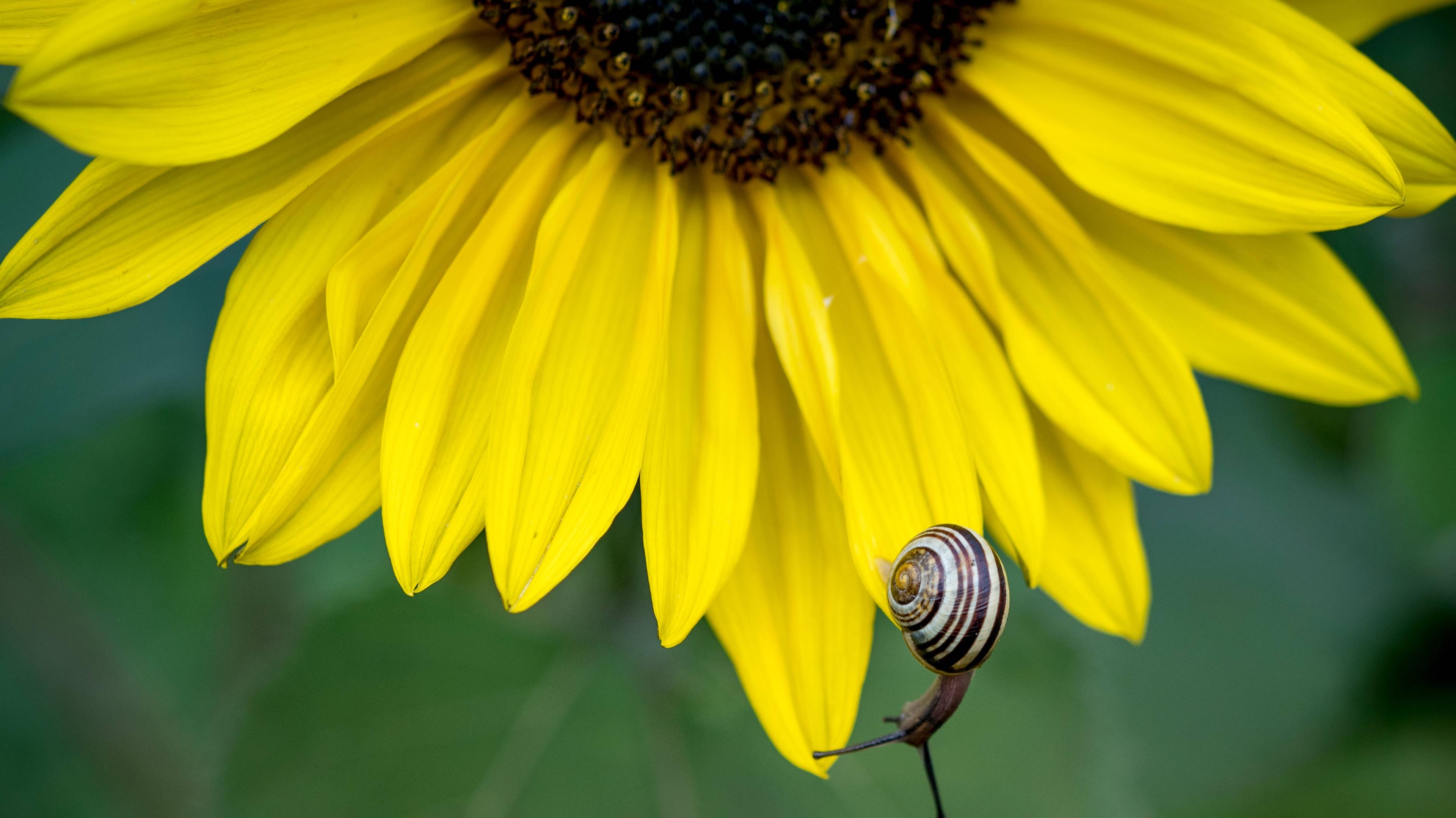 Sonnenblume