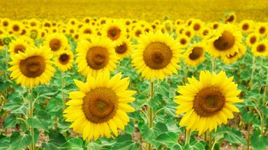 Zahlreiche blühende Sonnenblumen in Portugal.