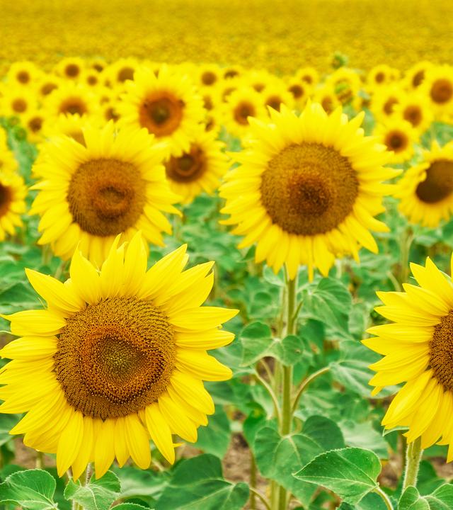 Zahlreiche blühende Sonnenblumen in Portugal.