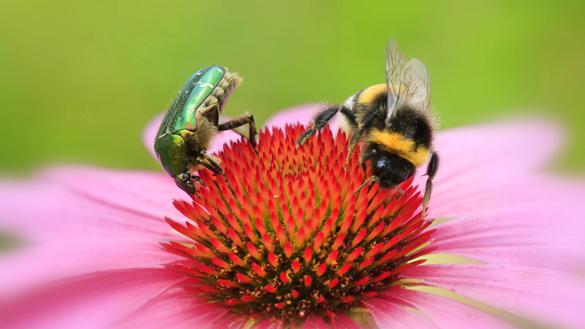 Prachtstaude Sonnenhut
