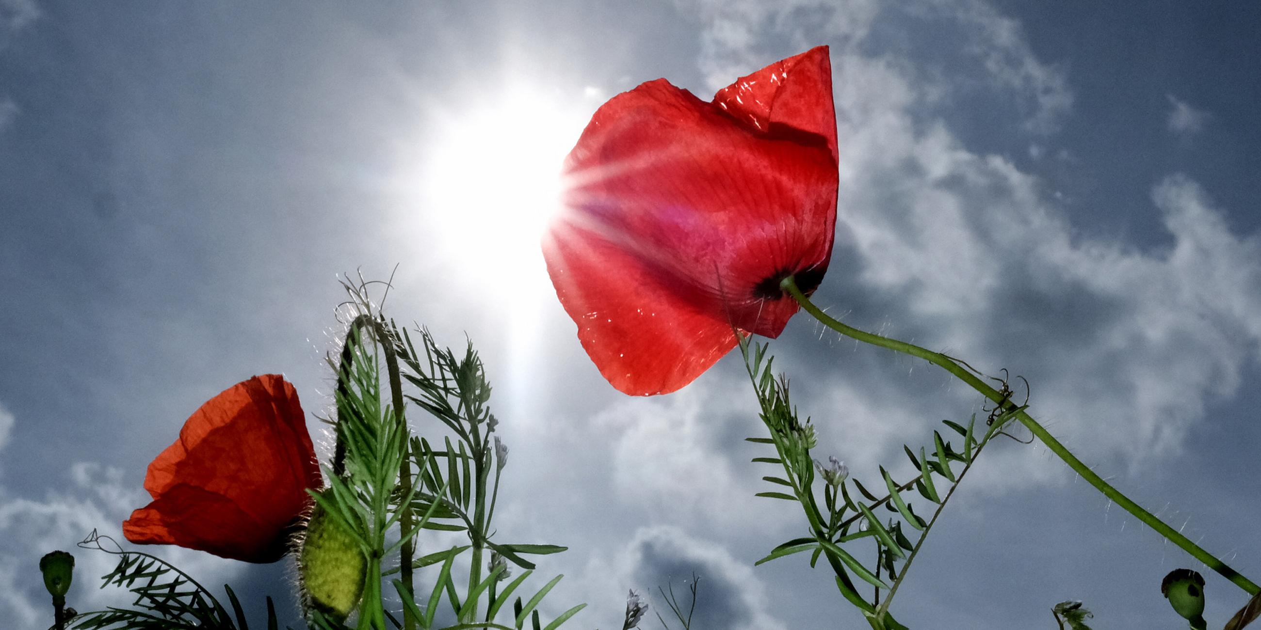 Mohn blüht an einem Feldrand in Nordsachsen. (Archiv)