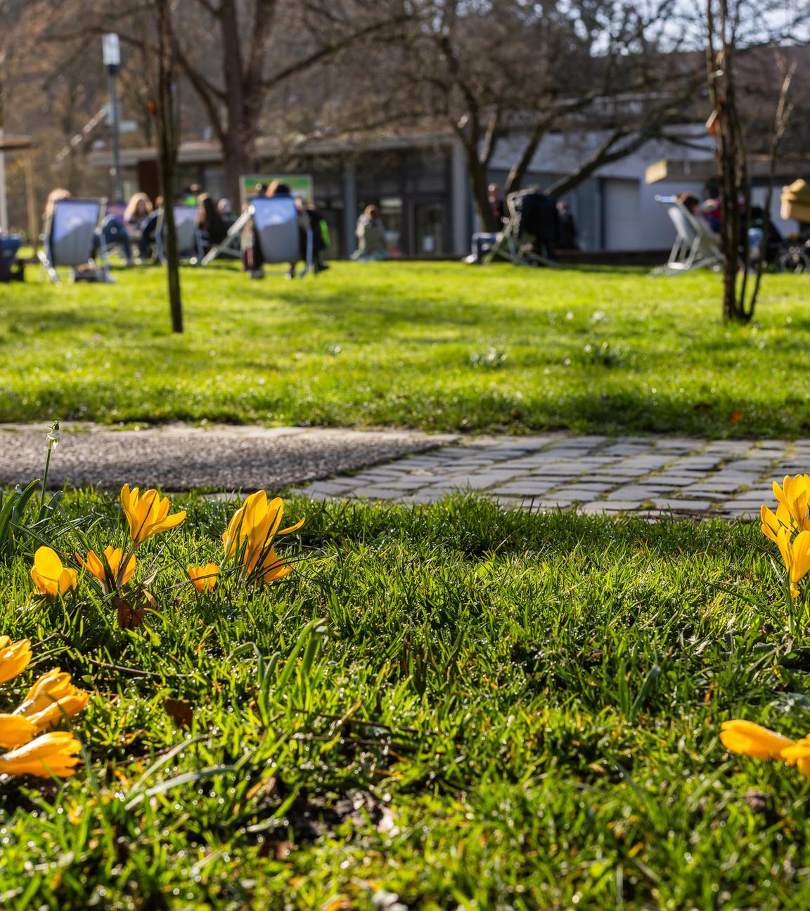  Blumen blühen auf einer Wiese, während im Hintergrund Menschen auf der Wiese in Liegestühlen sitzen. 