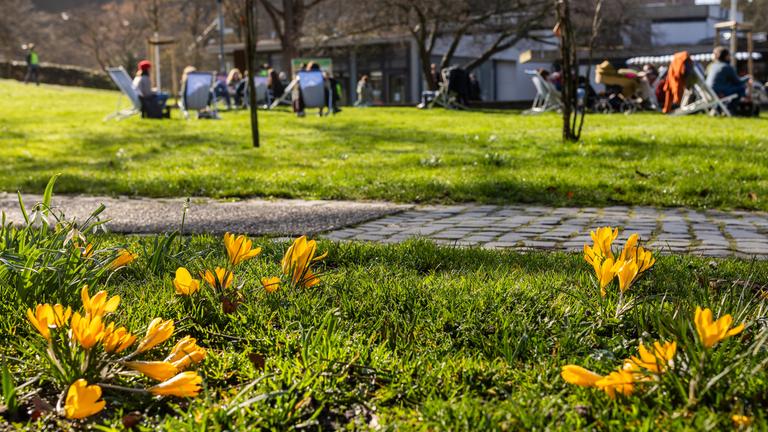 Blumen blühen auf einer Wiese, während im Hintergrund Menschen auf der Wiese in Liegestühlen sitzen. 