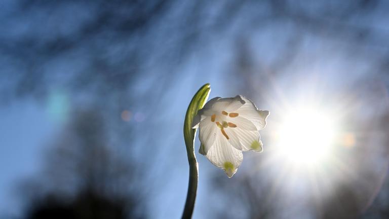 EIne Blüte der Frühlingsknotenblume, aufgenommen am 25. 2. 2025