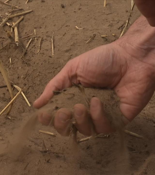 Sorgen der Landwirte wegen Dürre