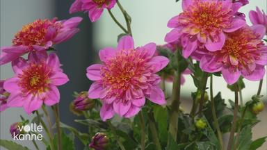 Das Bild zeigt eine Blume in Nahaufnahme.
