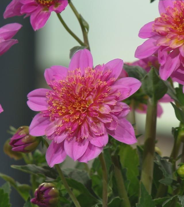 Das Bild zeigt eine Blume in Nahaufnahme.