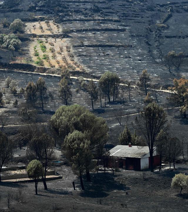 Spanien: Versengte Felder nach einem Waldbrand in El Tiemblo, 80 Kilometer westlich von Madrid.