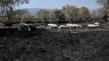 Spanien: Eine Schafherde sucht auf einer versengten Weide nach Futter – nach einem Waldbrand nahe Piedralaves, 100 Kilometer westlich von Madrid.