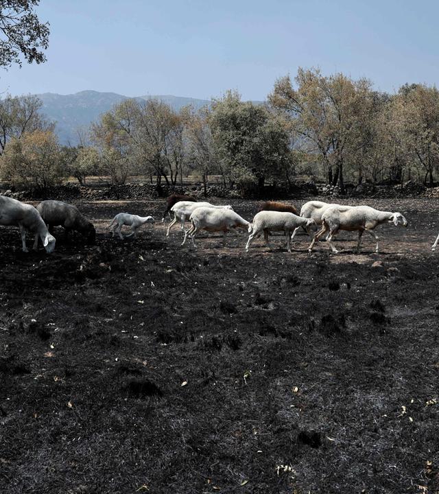 Spanien: Eine Schafherde sucht auf einer versengten Weide nach Futter – nach einem Waldbrand nahe Piedralaves, 100 Kilometer westlich von Madrid.