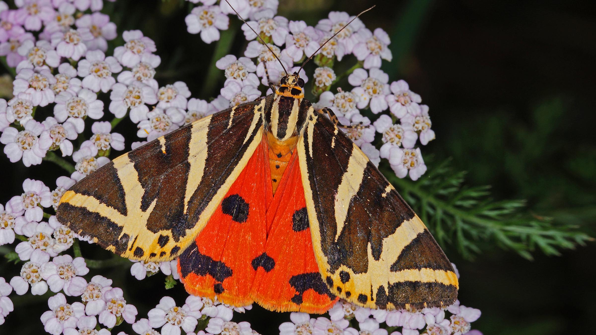 Schmetterling «Spanische Flagge»
