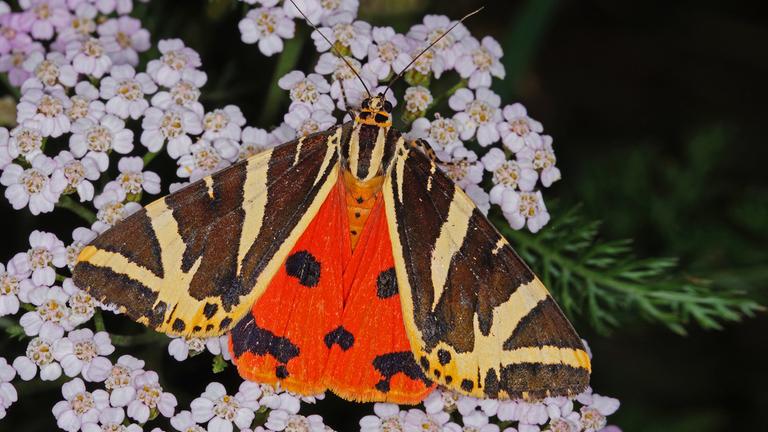Schmetterling «Spanische Flagge»
