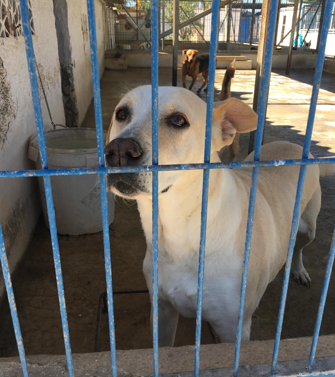 Spanische Hunde im Tierheim in Spanien
