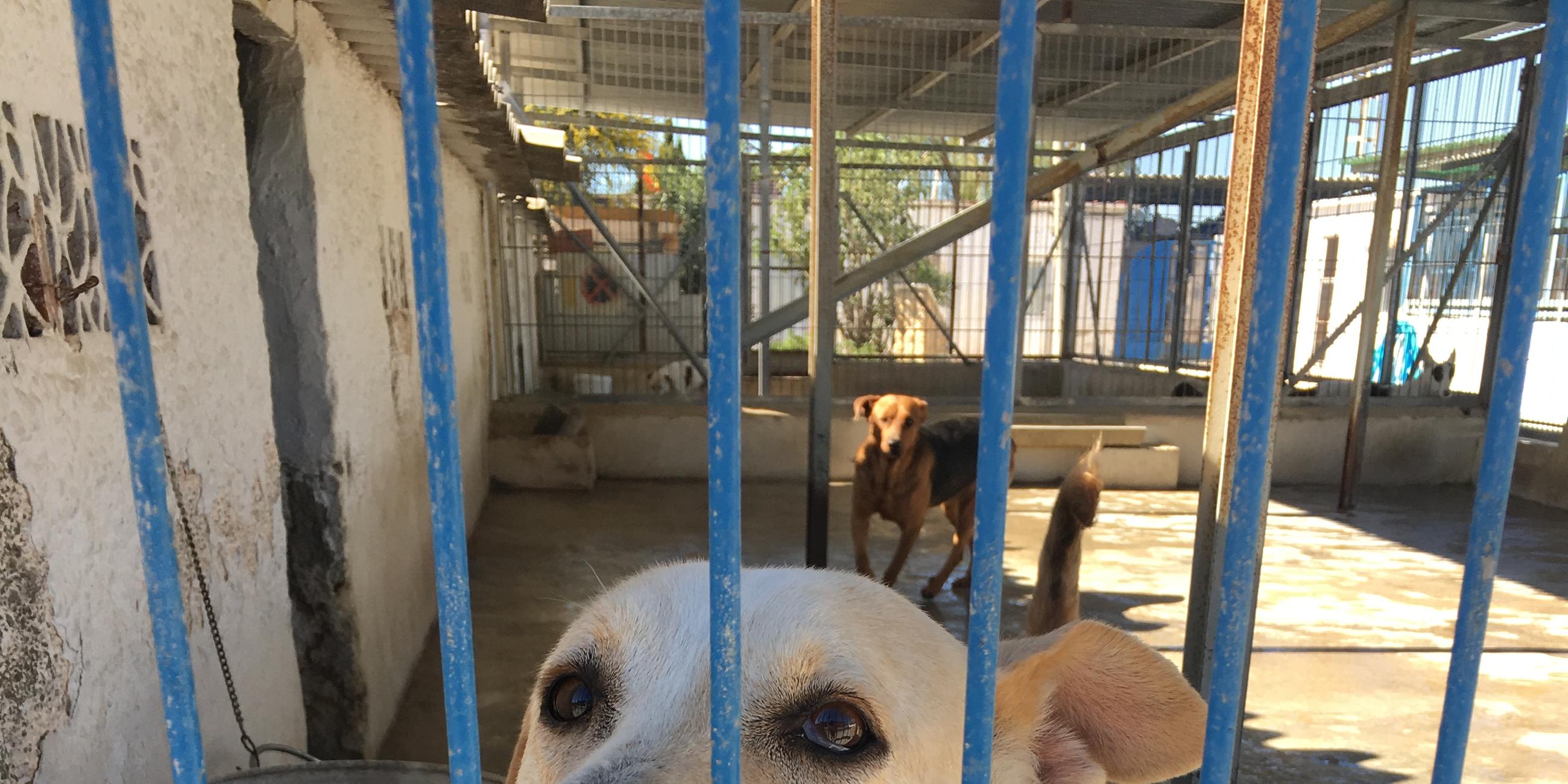 Spanische Hunde im Tierheim in Spanien