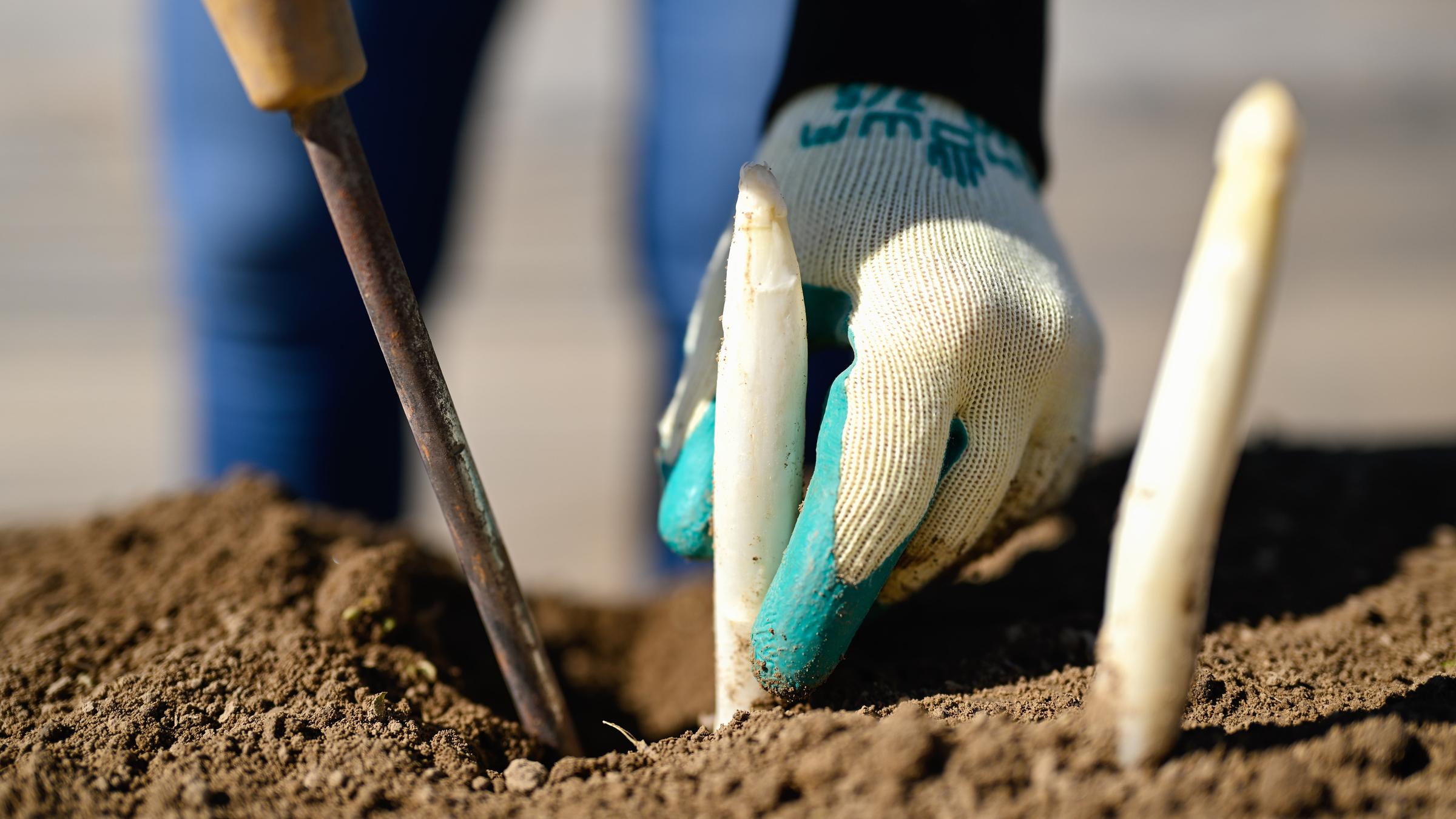 Spargelstangen werden auf einem Spargelfeld gestochen.