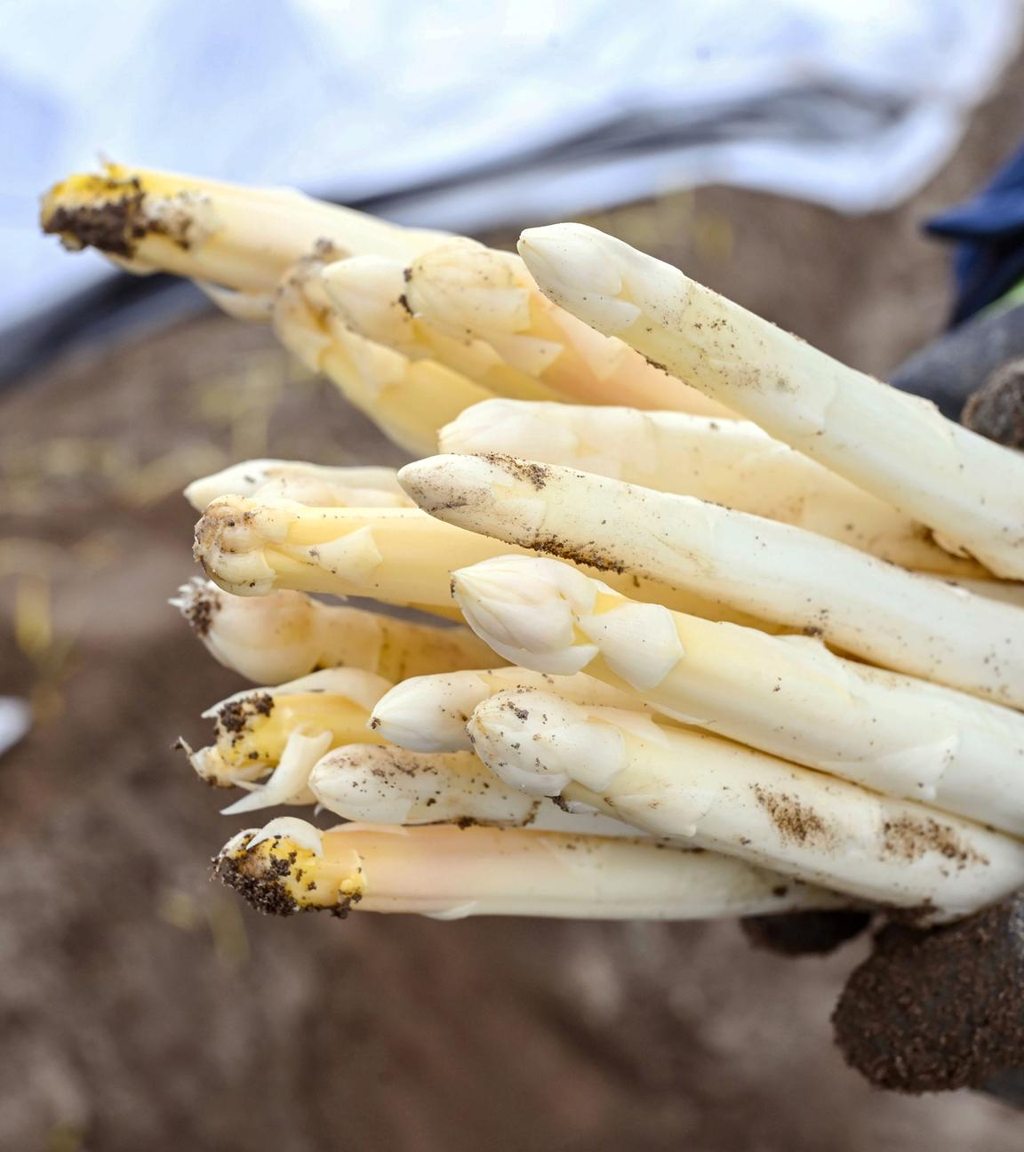 Spargelernte (Symbolbild)