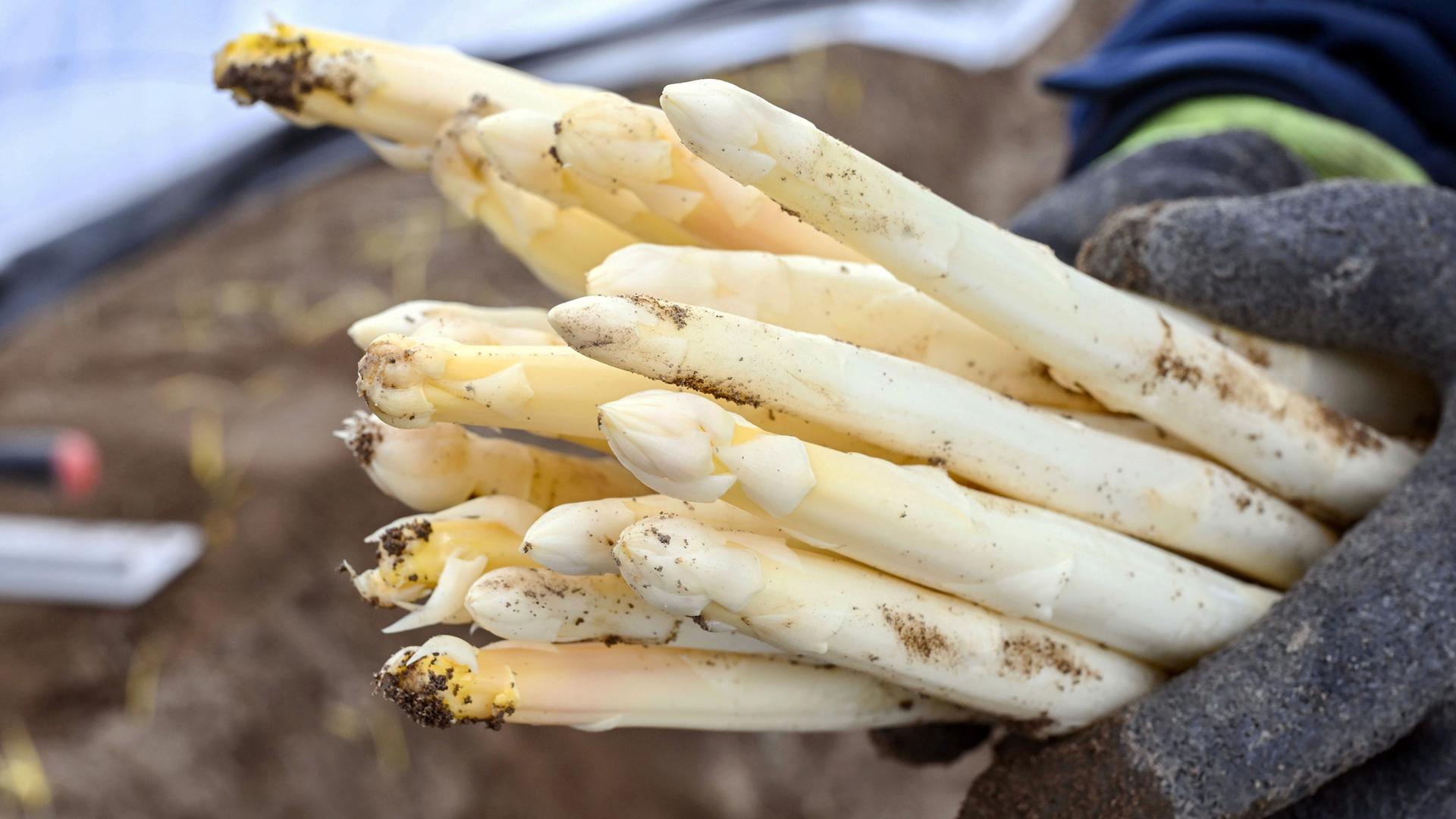 Spargelernte (Symbolbild)