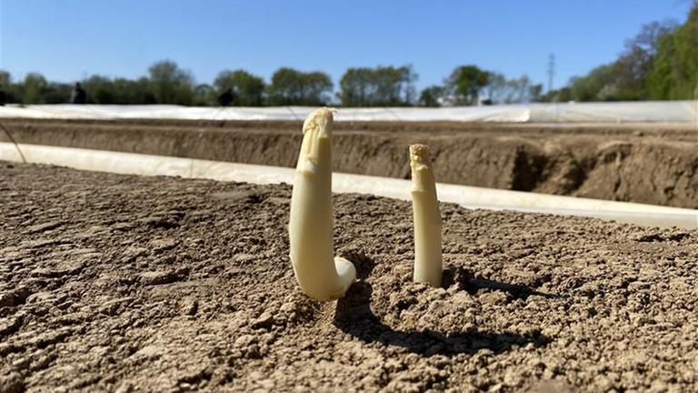 Spargelspitzen ragen aus einem Feld 