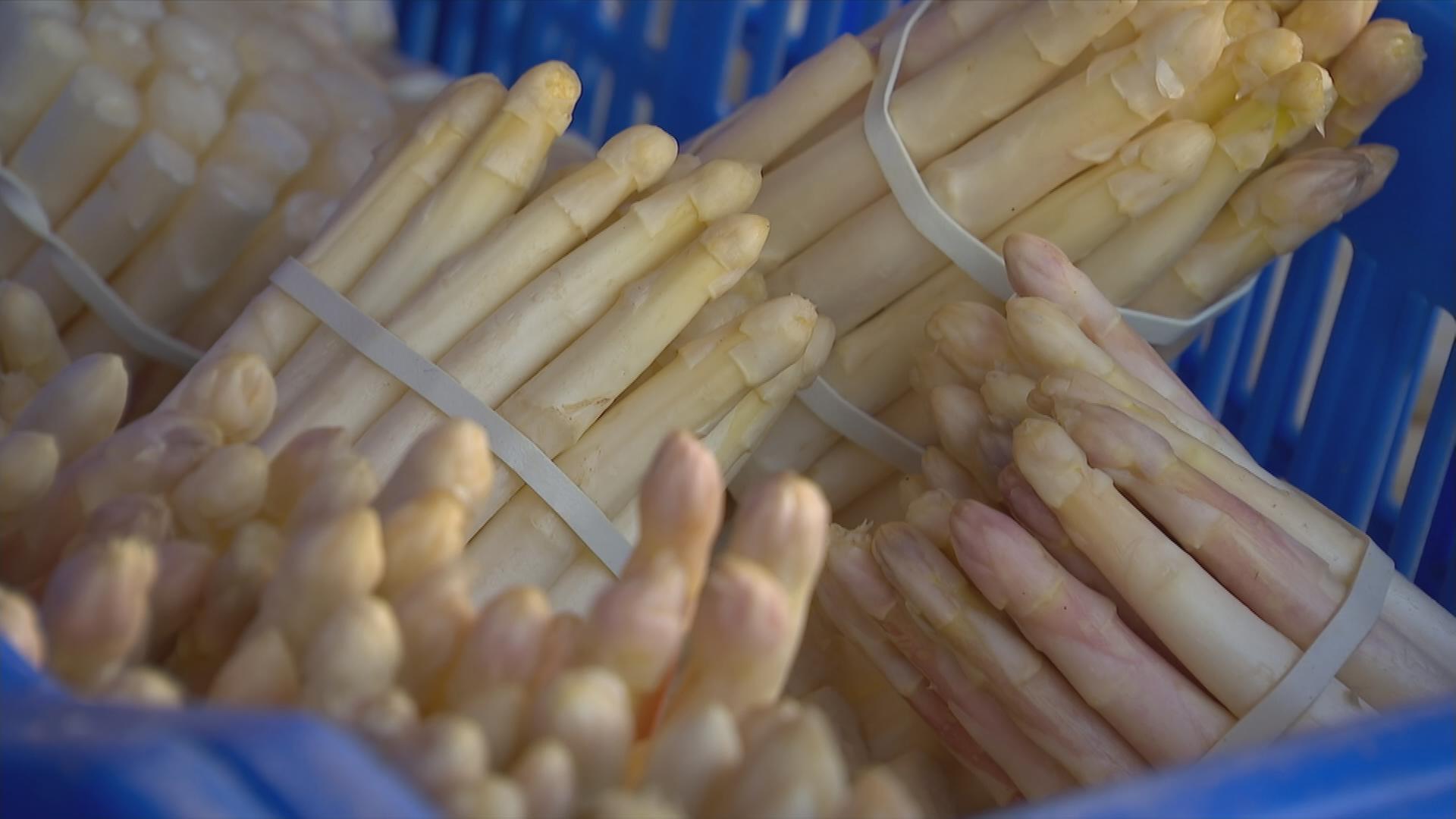 Spargel stechen