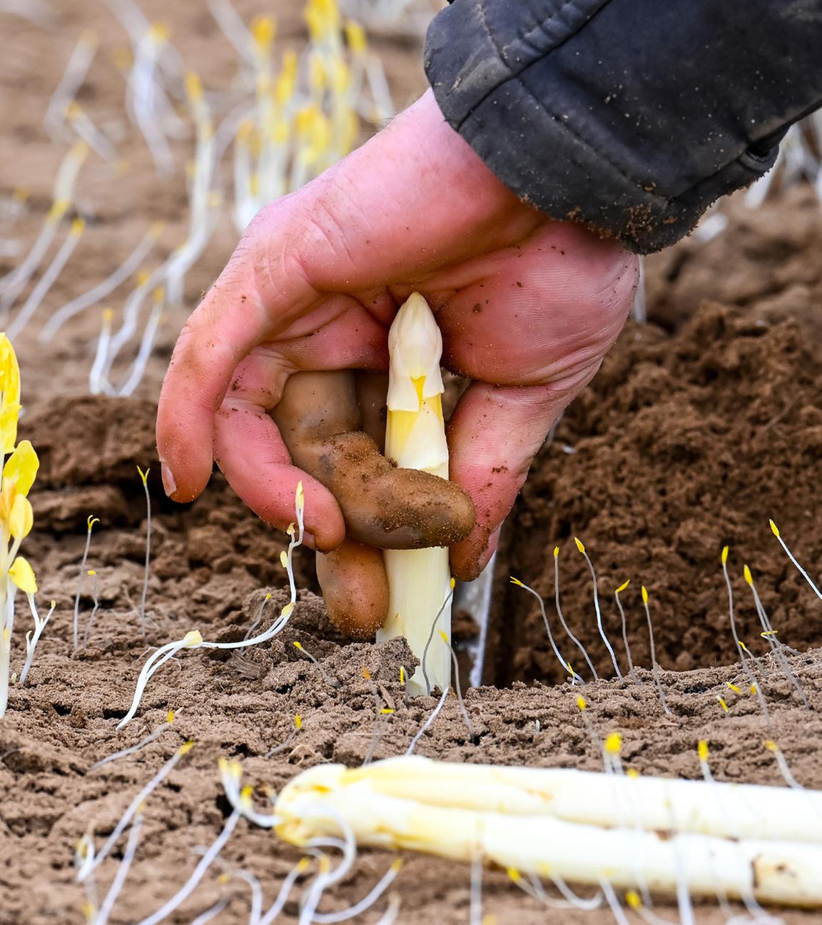 In Weiterstadt wird bei einem Bauern Spargel geerntet. (Archiv)