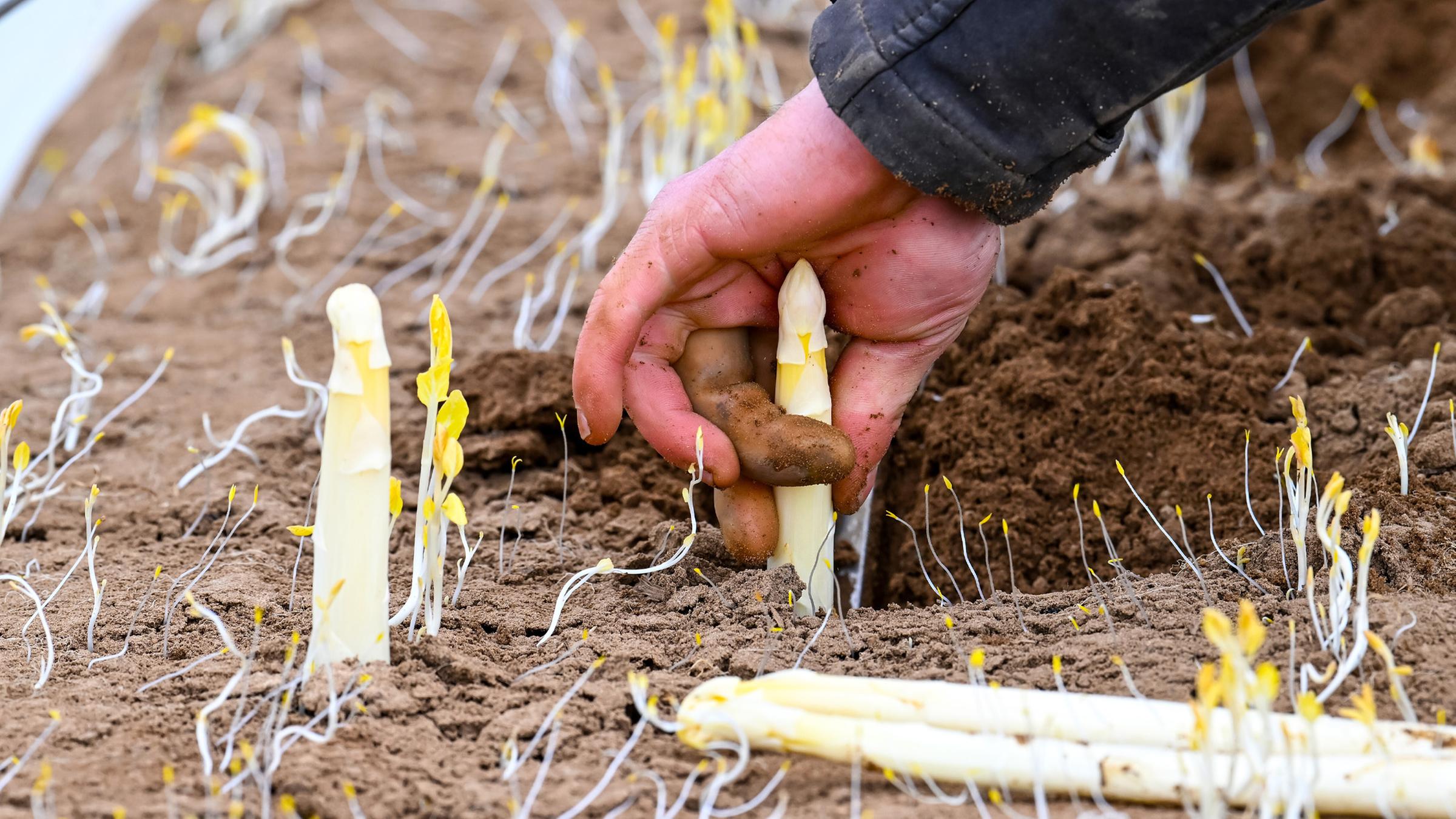 In Weiterstadt wird bei einem Bauern Spargel geerntet. (Archiv)