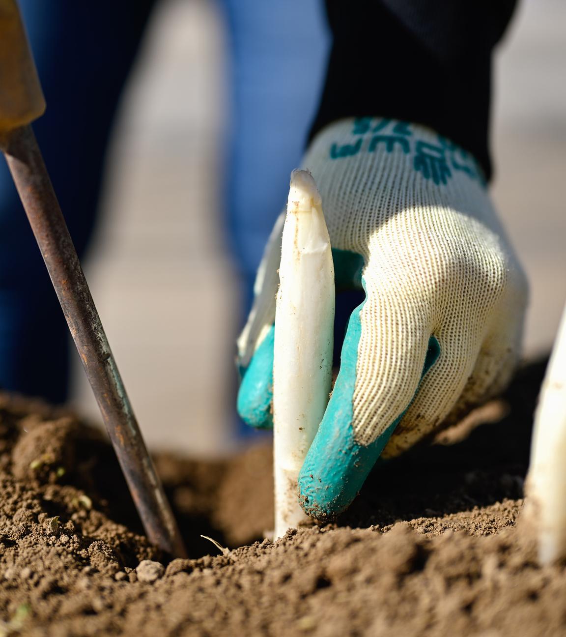 Archiv: Spargelstangen werden auf einem Spargelfeld des Spargel- und Obsthofs Wendel gestochen.