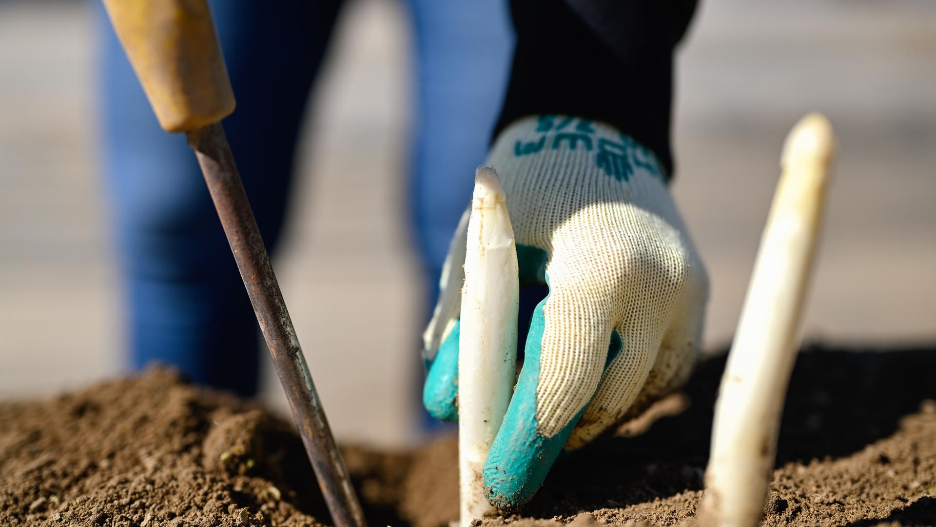 Archiv: Spargelstangen werden auf einem Spargelfeld des Spargel- und Obsthofs Wendel gestochen.
