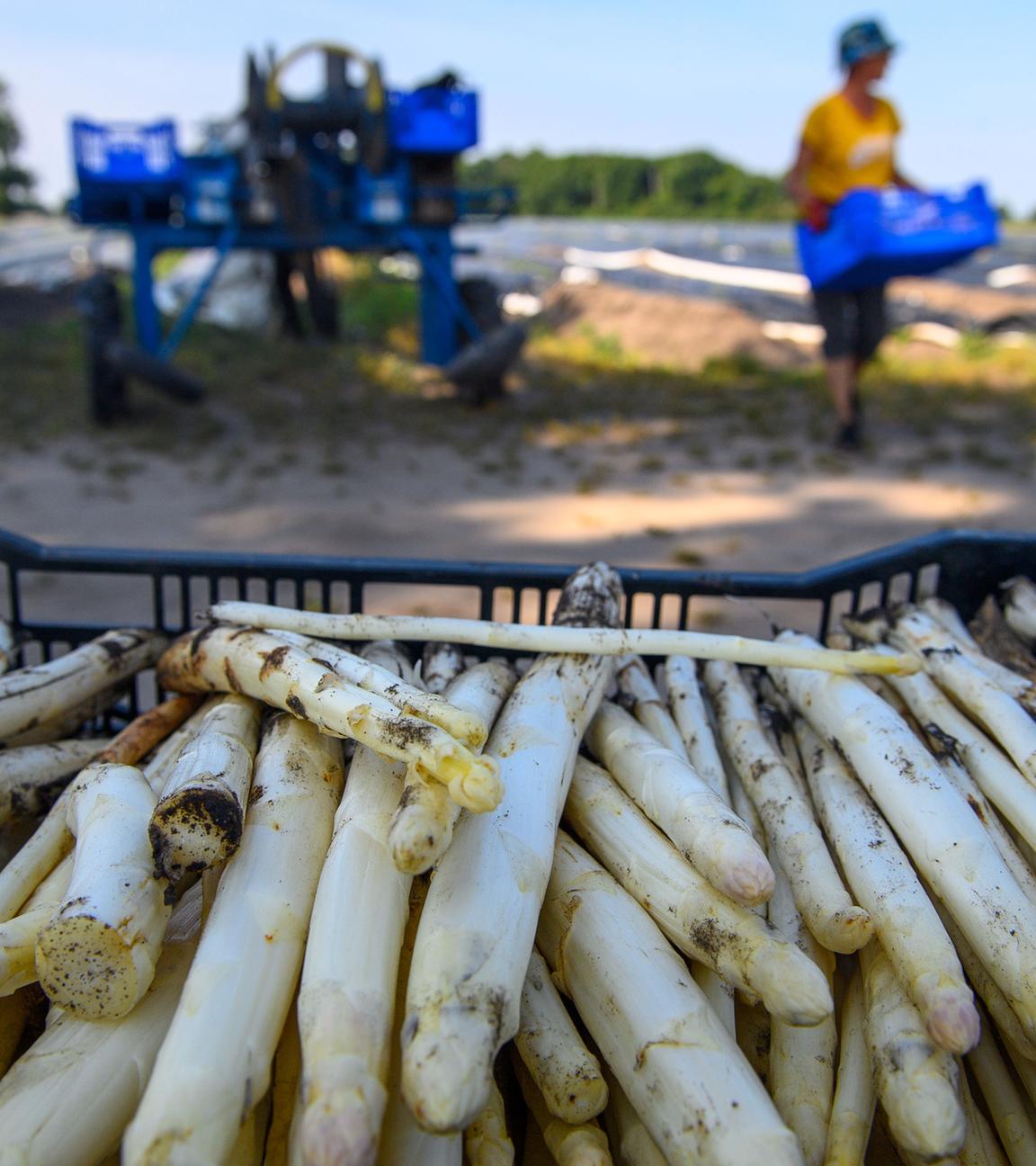 Spargelernte in Sachsen-Anhalt vor dem Abschluss