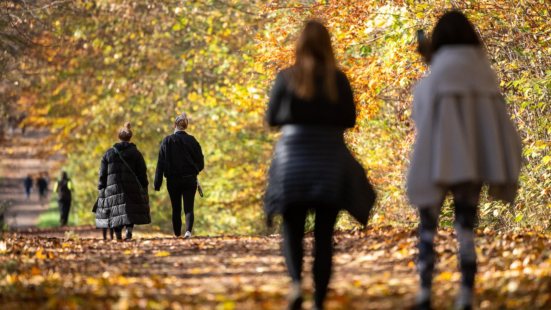 Baden-Württemberg, Stuttgart: Spaziergänger gehen bei Sonnenschein durch einen herbstlichen Wald.