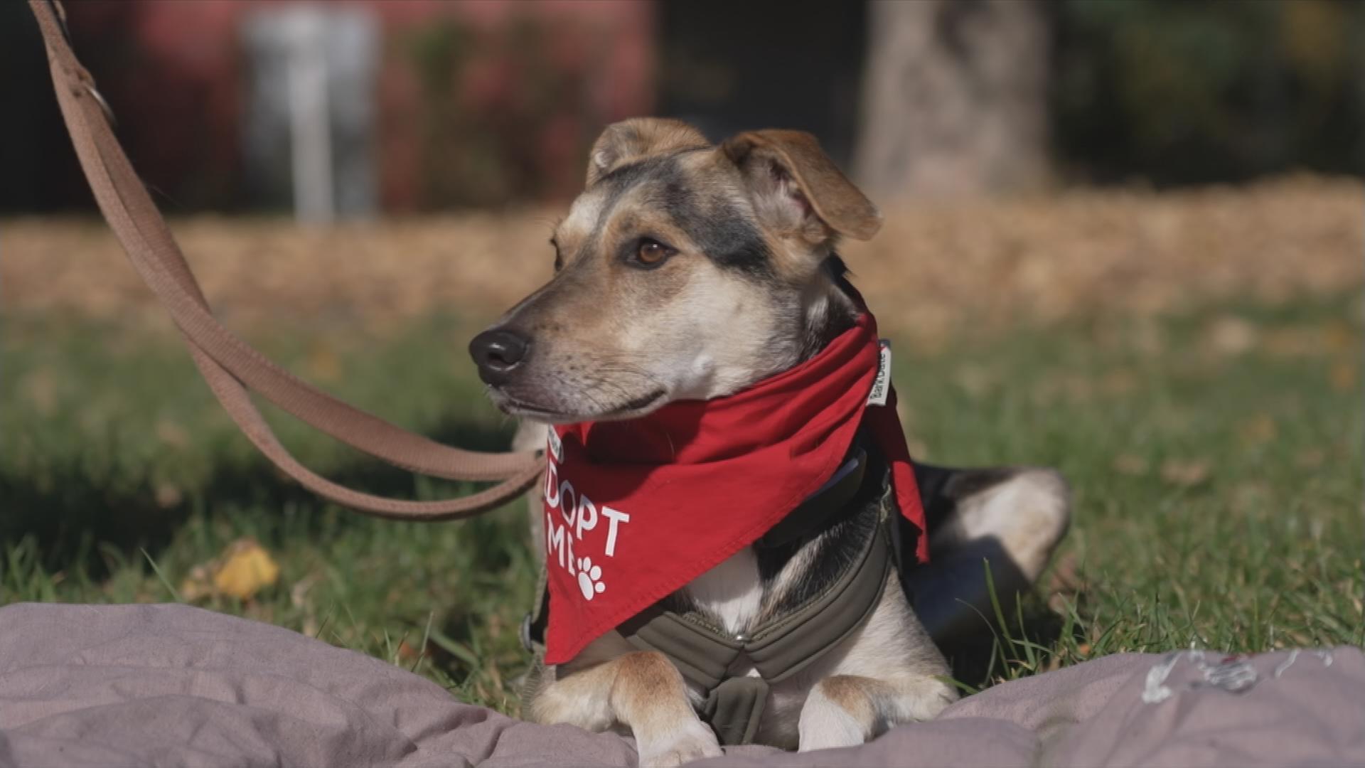 Hund auf einer Decke