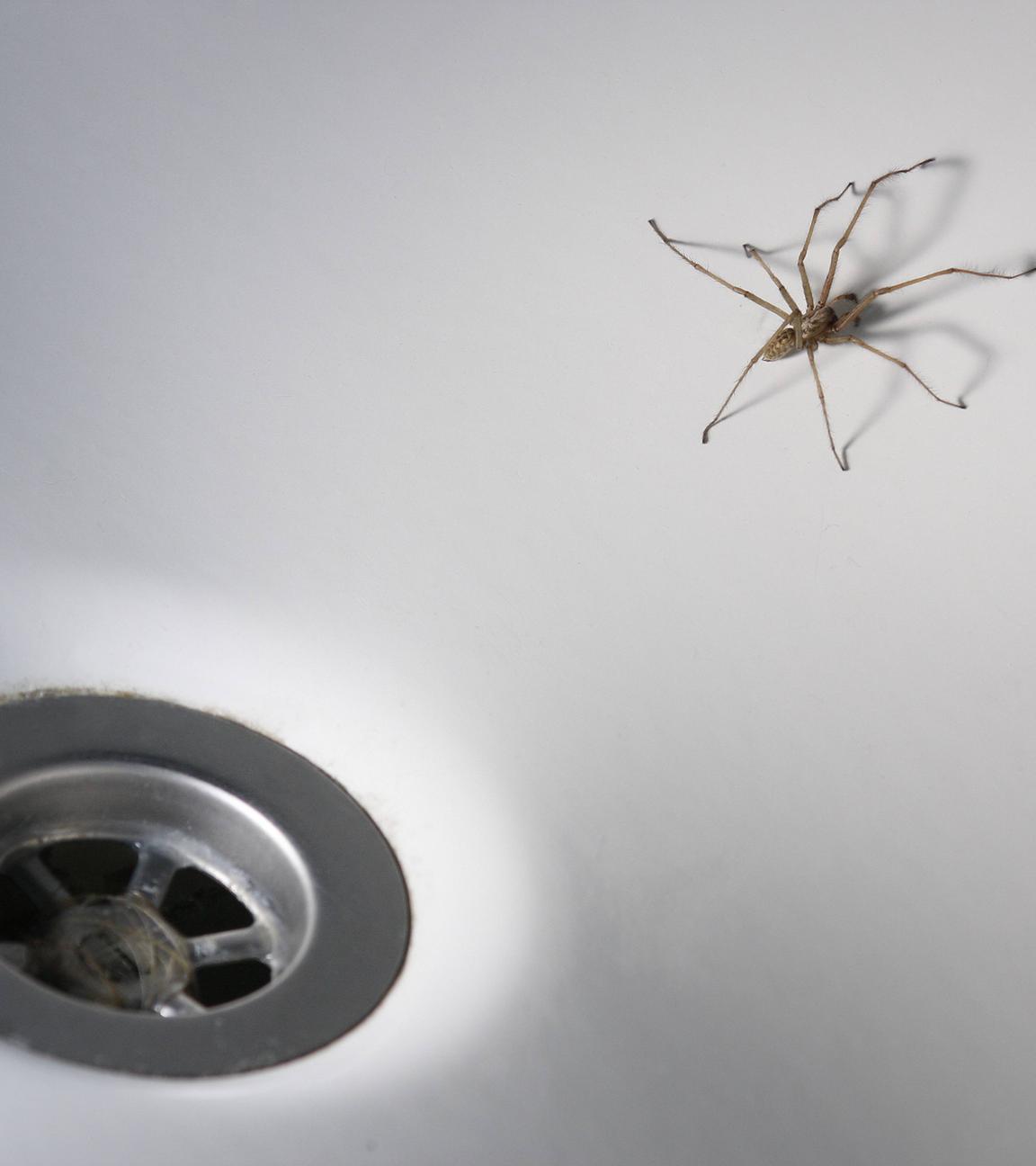 Spinne in der Badewanne