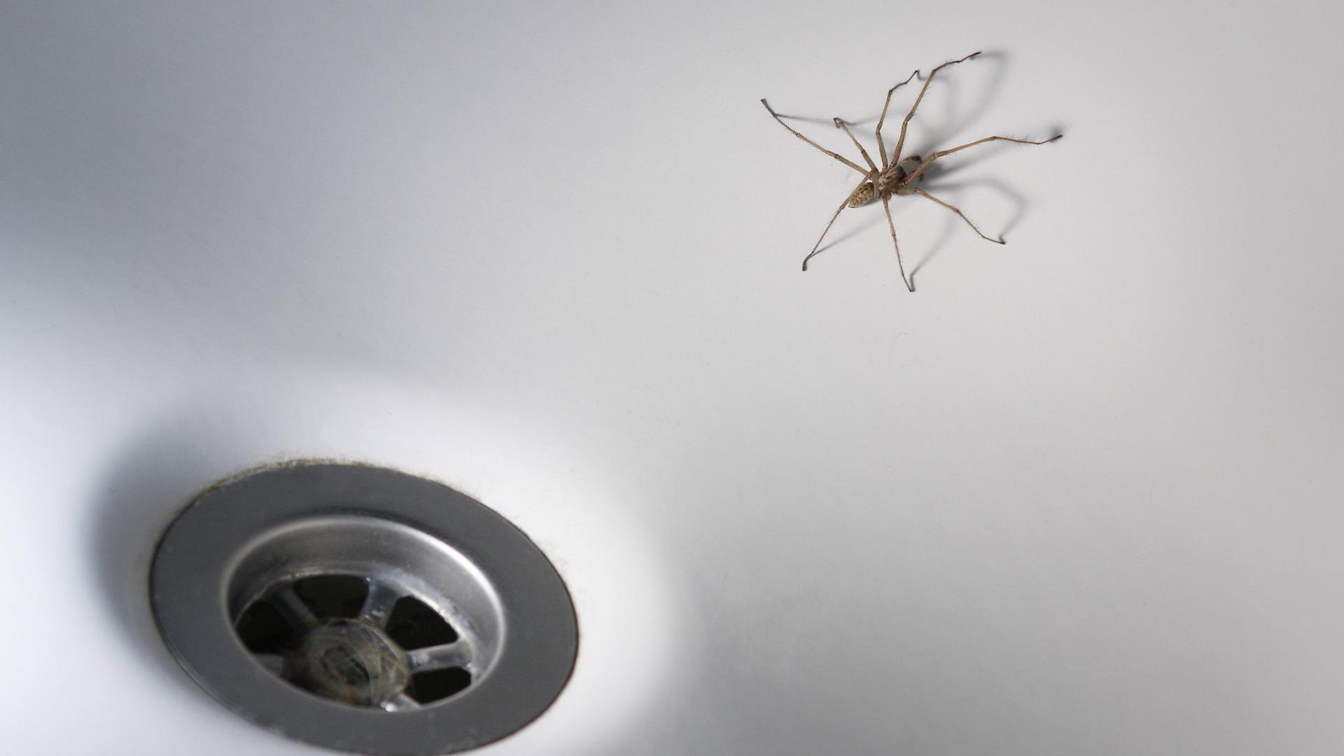 Spinne in der Badewanne
