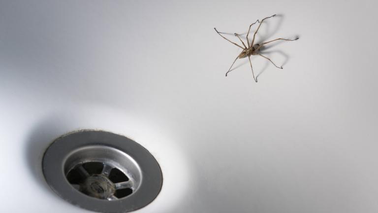 Spinne in der Badewanne