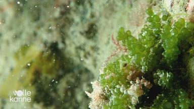 Spirulina-Algen 