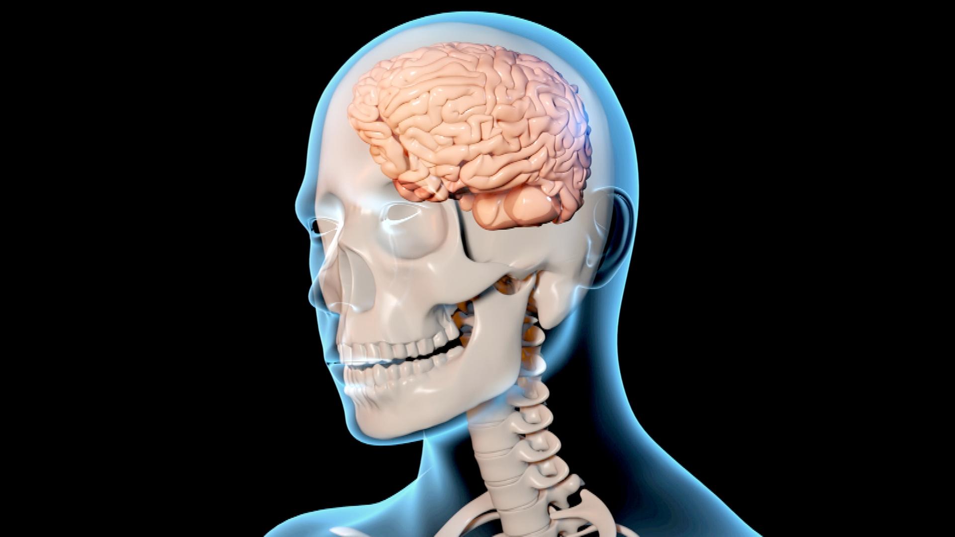 Graphik eines menschlichen Skeletts mit einem Gehirn.