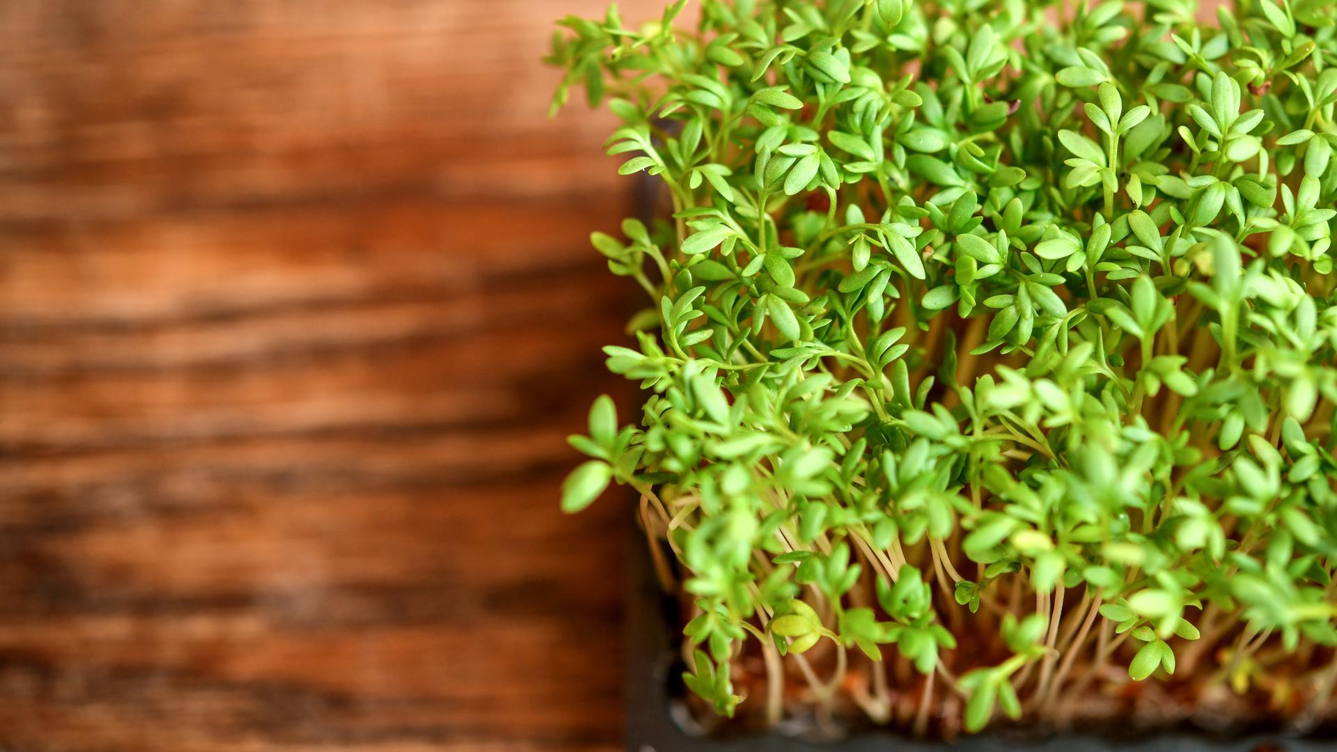 Die Sprossen der Kresse wachsen in einer Anzuchtschale auf einem Holztisch.