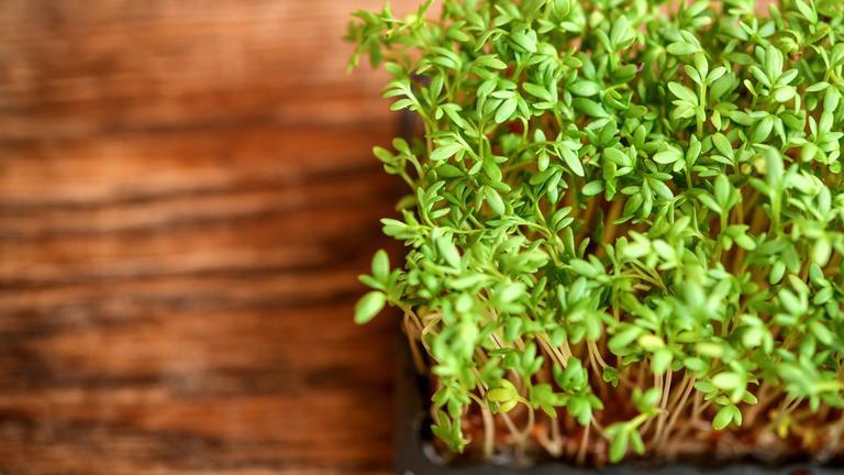 Die Sprossen der Kresse wachsen in einer Anzuchtschale auf einem Holztisch.